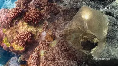 รู้แล้ว "ไข่เอเลี่ยน" คืออะไร หลังลือเป็นไข่สัตว์ประหลาดนอกโลก