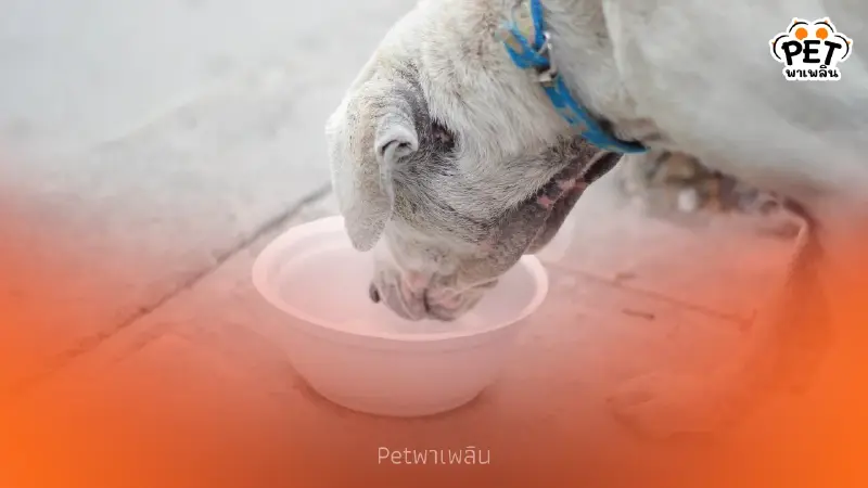 วางชามน้ำช่วยสัตว์จรคลายร้อน ลดเสี่ยงฮีทสโตรกจากแดดเมืองไทย