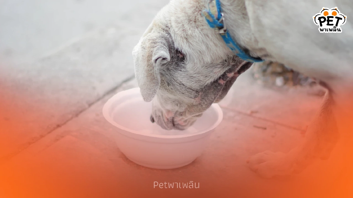 วางชามน้ำช่วยสัตว์จรคลายร้อน ลดเสี่ยงฮีทสโตรกจากแดดเมืองไทย วางชามน้ำช่วยสัตว์จรคลายร้อน ลดเสี่ยงฮีทสโตรกจากแดดเมืองไทย