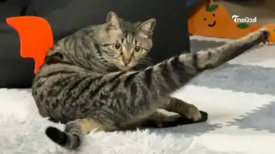 เปิดวาร์ป แมวขาเรียวสวยจนคนอิจฉา กลายเป็นขวัญใจชาวเน็ต