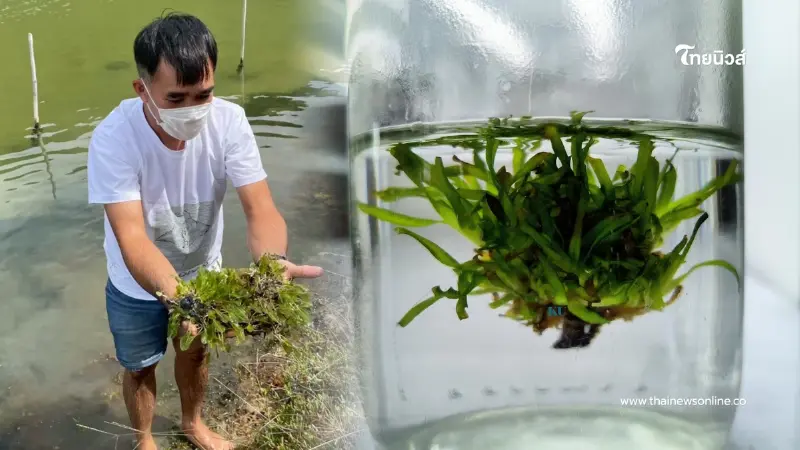สุดเจ๋ง ม.เกษตรฯ เพาะเนื้อเยื่อหญ้าทะเลสำเร็จครั้งแรกของโลก