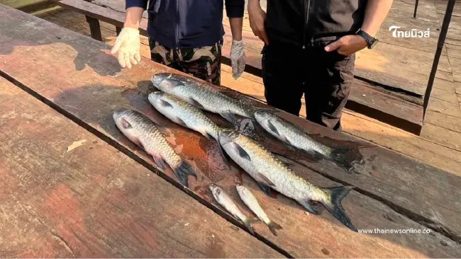 ผู้ว่าฯ แม่ฮ่องสอนเผยผลตรวจเนื้อปลาไม่พบสารพิษ ยันบริโภคได้