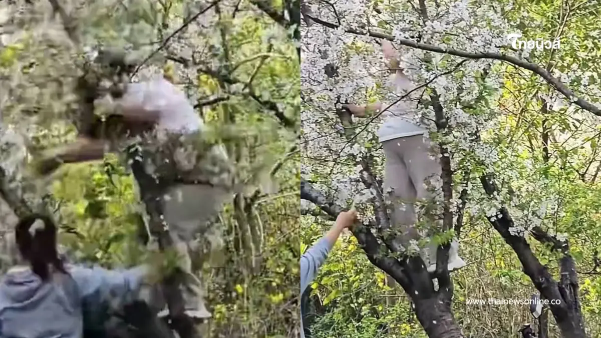 สาวอวบปีนต้นซากุระถ่ายรูป เกิดเรื่องไม่คาดฝัน ทำตาค้างทั้งสวน