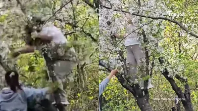 สาวอวบปีนต้นซากุระถ่ายรูป เกิดเรื่องไม่คาดฝัน ทำตาค้างทั้งสวน
