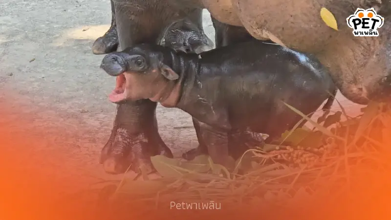 สวนสัตว์ขอนแก่นเฮ! ได้สมาชิกใหม่ ลูกฮิปโปแคระ หลานหมูเด้ง สวนสัตว์ขอนแก่นเฮ! ได้สมาชิกใหม่ ลูกฮิปโปแคระ หลานหมูเด้ง