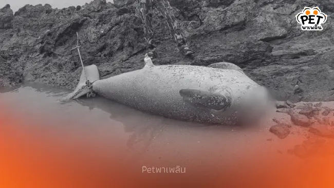 สลด! พบซากพะยูนถูกตัดหัวมัดหินถ่วงน้ำ เจ้าหน้าที่เร่งล่าคนผิด