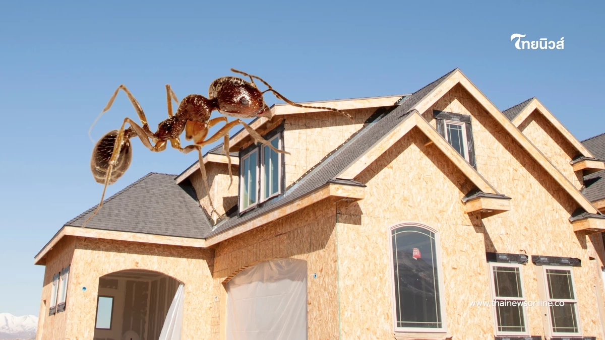 แก้ปัญหากวนใจ มดบุกบ้านซ้ำซาก เผยเคล็ดลับกำจัดให้หายขาด