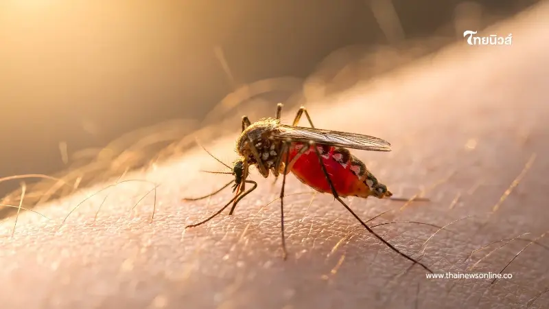 ภัยร้ายจากแมลงใกล้ตัว เช็กอาการและวิธีป้องกันก่อนป่วยหนัก