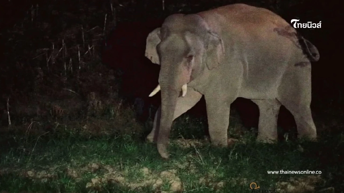 ระทึก! เจ้าด้วนลานฮอ บุกวังน้ำเขียว จนท. ล้อมคืนป่าสำเร็จ