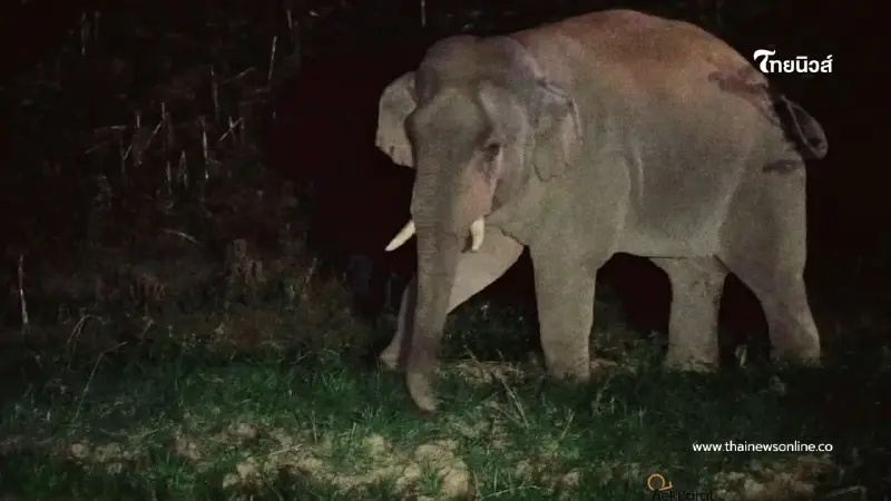 ระทึก! เจ้าด้วนลานฮอ บุกวังน้ำเขียว จนท. ล้อมคืนป่าสำเร็จ