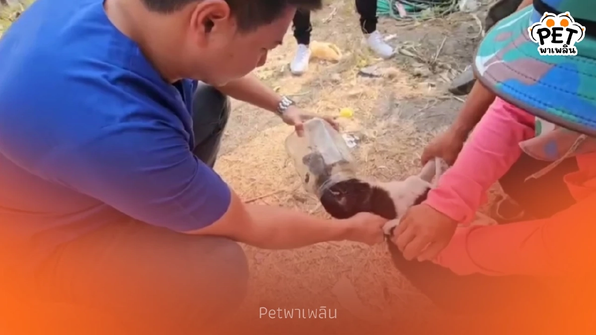 นาทีระทึก! ช่วยหมาหัวติดโหลนานกว่า 5 วัน หลังเฝ้าติดตาม 2 วันเต็ม