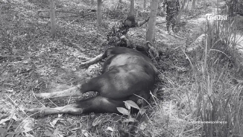 สลด! กระทิงทับลานติดบ่วงสลิง ยื้อทั้งคืนไม่รอด สั่งล่าตัวคนทำ