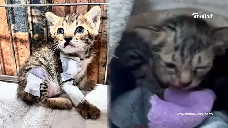 สลดหนัก ลูกแมว 3 ตัวเหยื่อคนเหี้ยม เห็นสายตาปวดใจ พวกหนูทำอะไรผิด