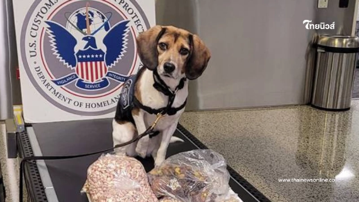 เจ้าโคโค่ K9 จมูกไว ตรวจเจอพัสดุชุดใหญ่ ยึดเกลี้ยงแต่มีข้อยกเว้น