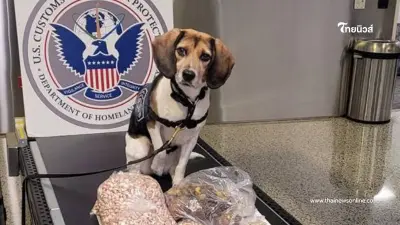 เจ้าโคโค่ K9 จมูกไว ตรวจเจอพัสดุชุดใหญ่ ยึดเกลี้ยงแต่มีข้อยกเว้น เจ้าโคโค่ K9 จมูกไว ตรวจเจอพัสดุชุดใหญ่ ยึดเกลี้ยงแต่มีข้อยกเว้น