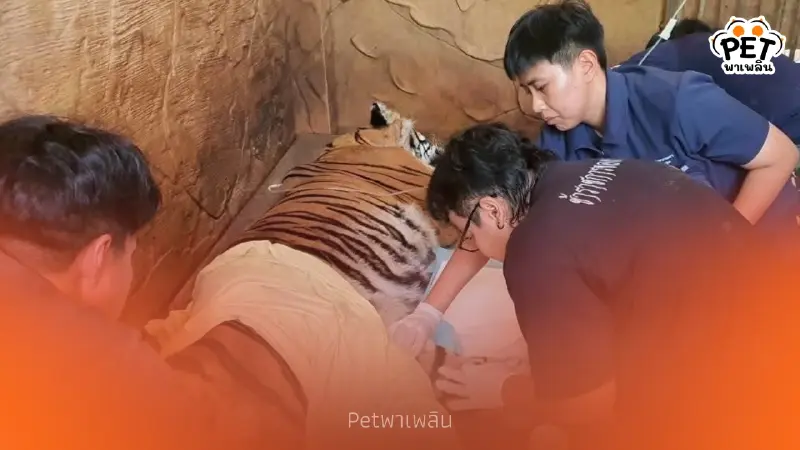 กลับมาเดินปร๋อ! สัตวแพทย์ บึงฉวาก เร่งช่วยเสือโคร่ง ภูเขียว