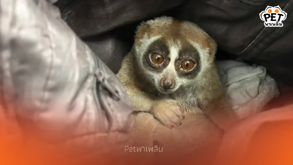 จับหนุ่มพกอาวุธลอบโชว์ 'นางอาย' ให้กับนักท่องเที่ยวถ่ายภาพ