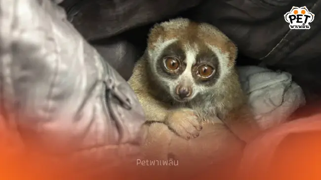 จับหนุ่มพกอาวุธลอบโชว์ 'นางอาย' ให้กับนักท่องเที่ยวถ่ายภาพ