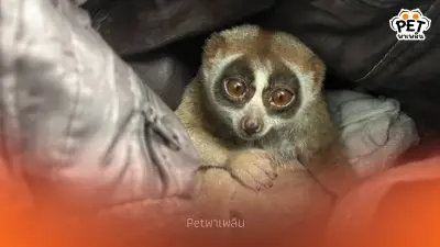 จับหนุ่มพกอาวุธลอบโชว์ 'นางอาย' ให้กับนักท่องเที่ยวถ่ายภาพ