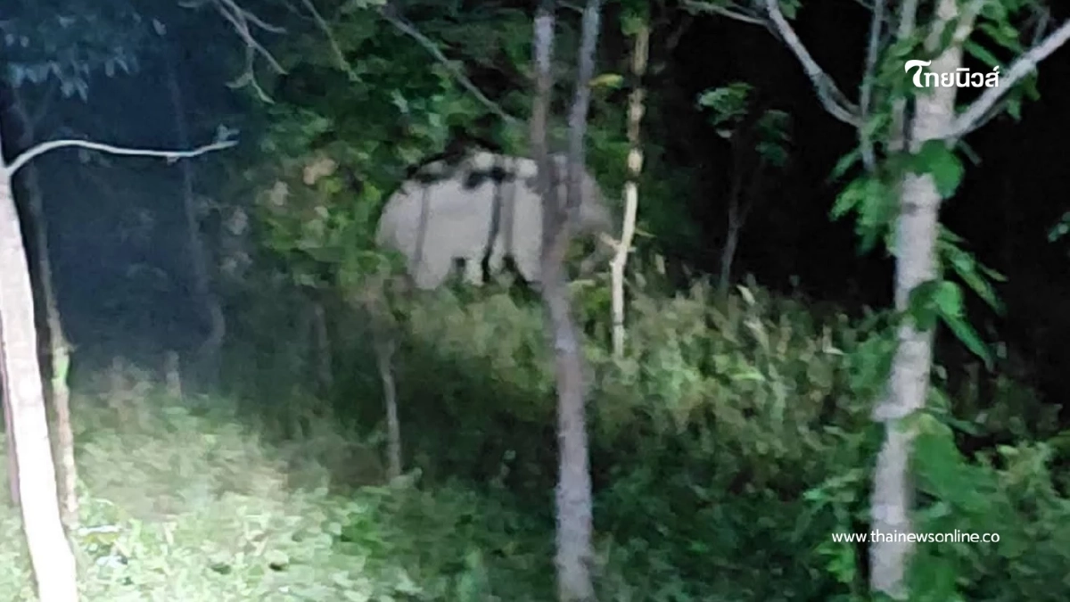 ใช้โดรนติดตามช้างป่าบาดเจ็บที่เขาชะเมา เตรียมรักษาด่วน ใช้โดรนติดตามช้างป่าบาดเจ็บที่เขาชะเมา เตรียมรักษาด่วน