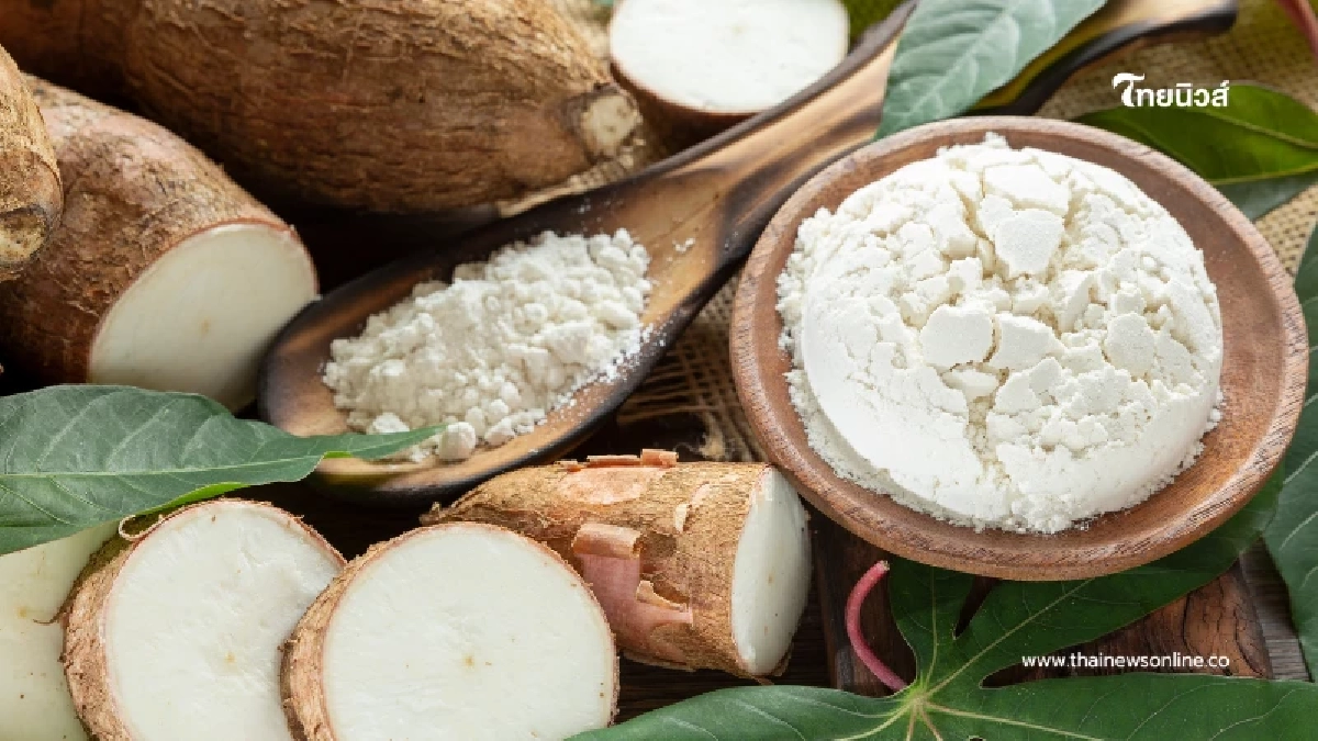 โอกาสทองแป้งมันไทย สหรัฐฯ เว้นภาษีนำเข้า 150 วัน ถึง 24 ก.ค. นี้