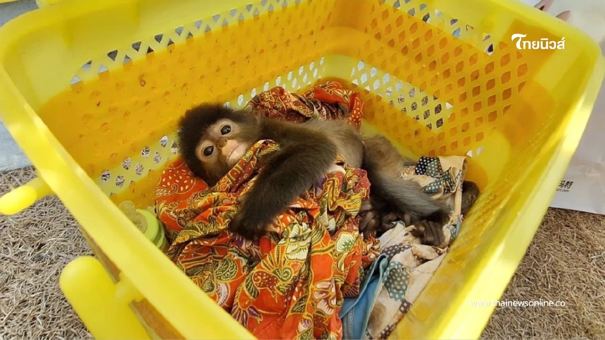 "ทลายแก๊งข้ามชาติ! รวบไทย-อินเดีย ค้าค่างแว่นถิ่นใต้"