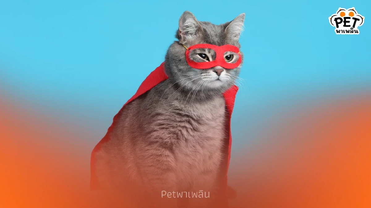 "ไขความลับสุดทึ่ง เรื่องพลังพิเศษที่ซ่อนอยู่ของแมว"