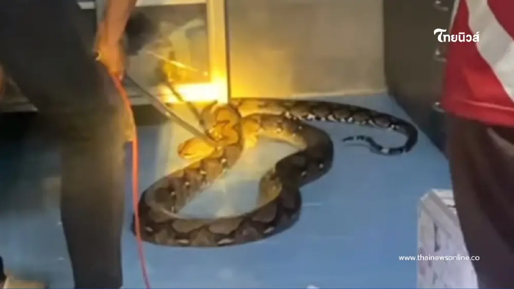 เปิดบ้านเลขที่ งูเหลือมยักษ์ 5 เมตร เลื้อยซุกครัวกลางดึก