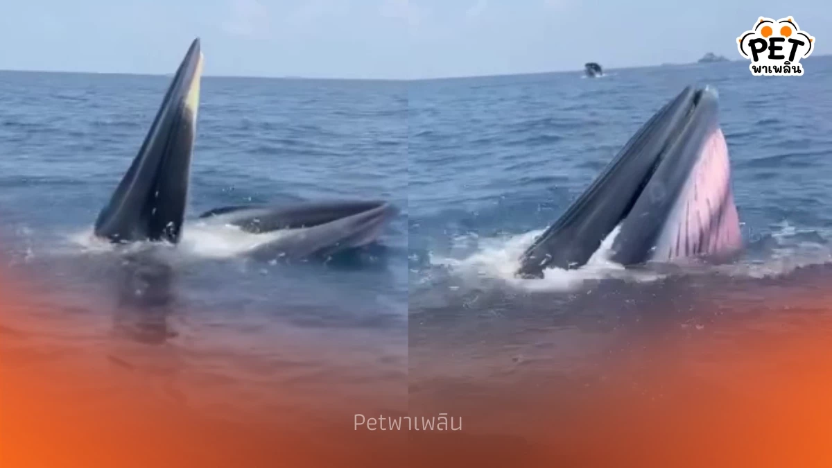 วาฬบรูด้าโผล่อวดโฉมทะเลชุมพร ต้อนรับนายกฯ-โชว์ความสมบูรณ์