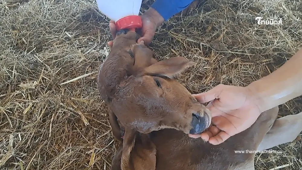 ฮือฮาทั้งจังหวัด! ลูกวัว 2 หัวเกิดที่ขอนแก่น คอหวยแห่ส่องเลขเด็ด