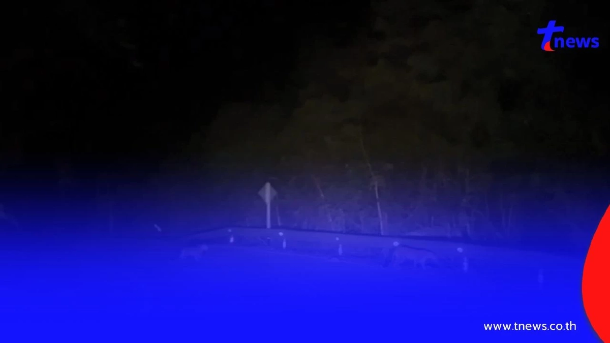 โผล่กลางป่า! พบ "เสือดาวแม่ลูก" ออกมาล่าเหยื่อ-หาแหล่งน้ำ