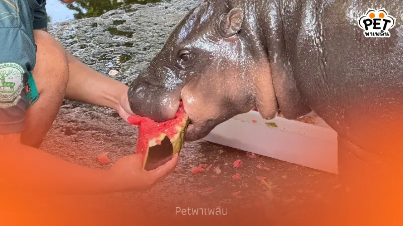 ก็แดดมันร้อน! เขาเขียวจัดหวานเย็นคลายร้อนให้สัตว์ป่า