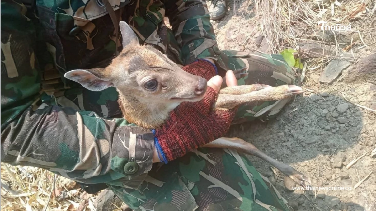 ใจสลาย! ลูกเก้งเขาหลวงวิ่งหนีไฟซบเจ้าหน้าที่ หลังมนุษย์เผาป่า