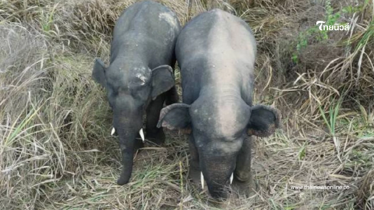 ช้างป่าอ่างฤาไน 2 ตัว! บุกถึงหน้าบ้านผู้ใหญ่บ้าน พังรั้วกระจุย ช้างป่าอ่างฤาไน 2 ตัว! บุกถึงหน้าบ้านผู้ใหญ่บ้าน พังรั้วกระจุย