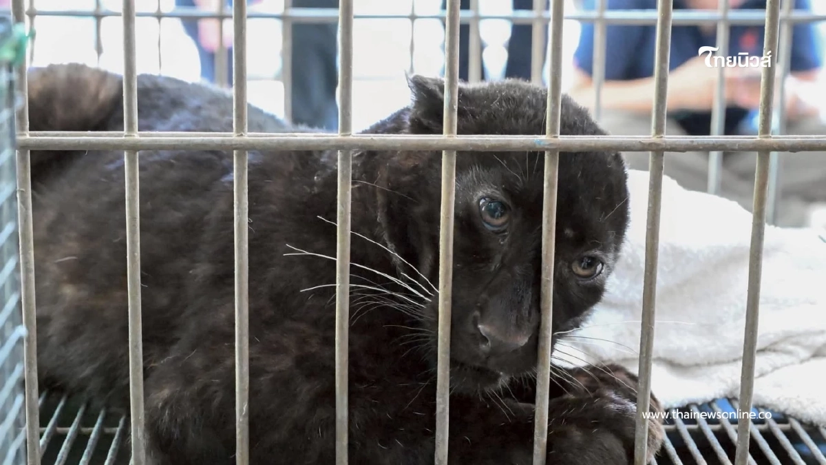 ส่องแผนแสบ! อ้างเป็นแมวดำที่แท้คือลูกเสือดำ จ่อส่งพม่า