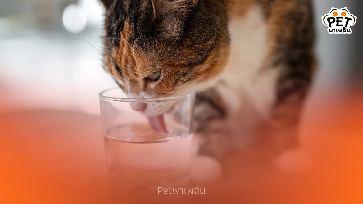 วิธีดูแลสัตว์เลี้ยงช่วงหน้าร้อน ป้องกันขาดน้ำและโรคฮีทสโตรก