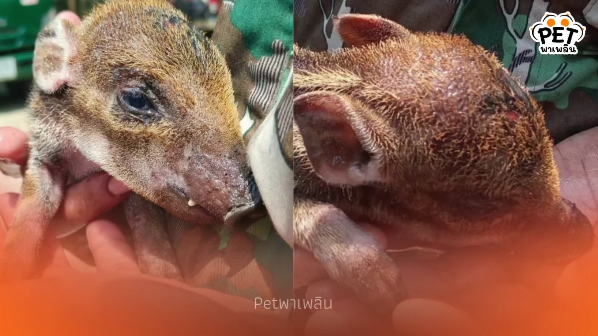 ช่วยลูกหมูป่า "บุญรอด" หนีไฟป่าเชียงดาว สภาพถูกไฟคลอกอิดโรย