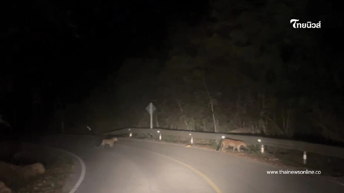 โผล่กลางป่า! พบ "เสือดาวแม่ลูก" ออกมาล่าเหยื่อ-หาแหล่งน้ำ