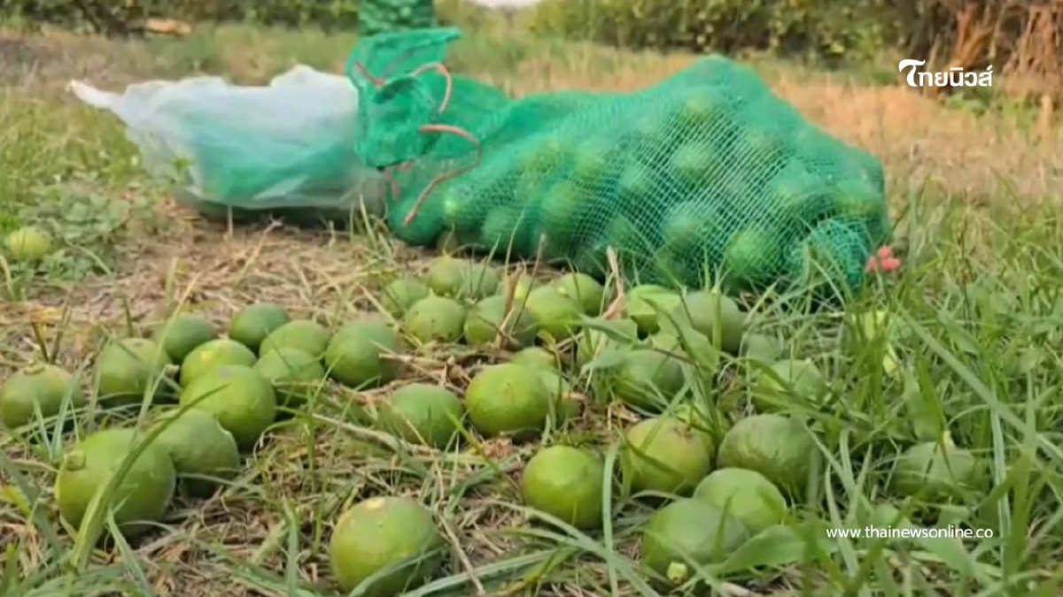 มะนาวแพงจัด! เกษตรกรนครสวรรค์ผวาหนัก ต้องนอนเฝ้าสวนกันขโมย