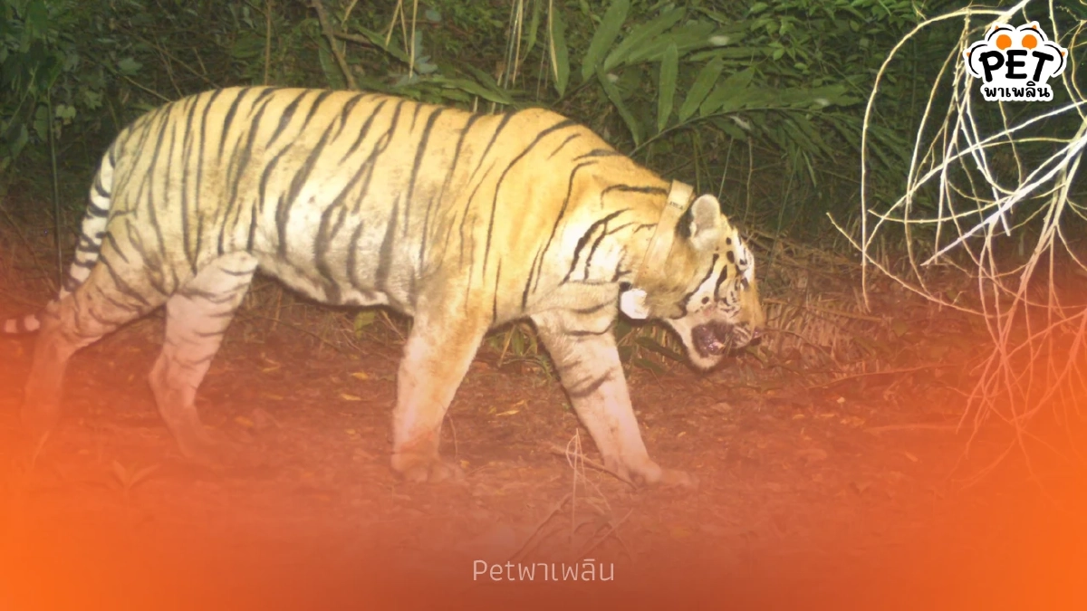 ปิดตำนานเจ้าป่า! เสือโคร่ง "ศรีโกสา" จบชีวิตในป่าทับลาน