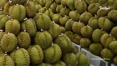 "พาณิชย์"แจงแล้ว กรณีอินฟลูฯชื่อดัง จำหน่ายทุเรียนลูกละ 100
