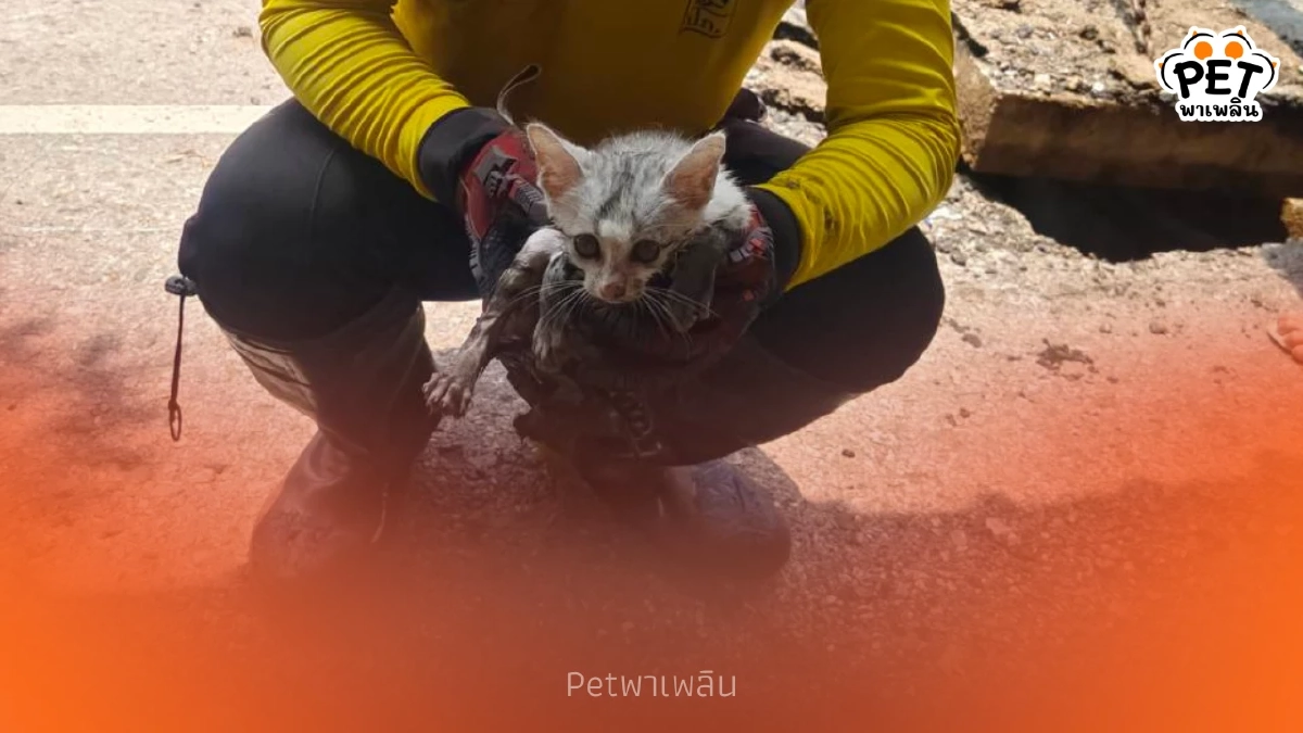 นาทีชีวิต แบ็คโฮขุดถนนช่วยแมวติดท่อ จนท.ลั่นทุกชีวิตมีค่า