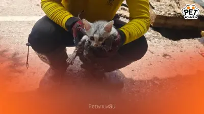 นาทีชีวิต แบ็คโฮขุดถนนช่วยแมวติดท่อ จนท.ลั่นทุกชีวิตมีค่า