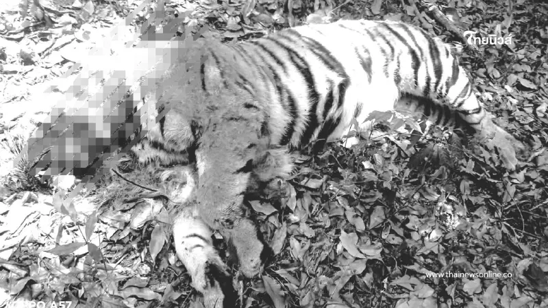 สลด! พบซากเสือโคร่งวัยรุ่นกลางป่าทุ่งใหญ่ฯ คาดศึกชิงถิ่น
