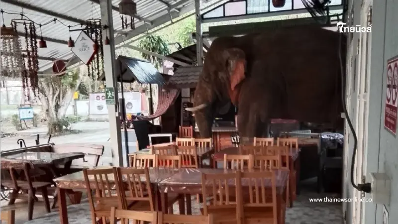 ช้างป่า "พลายเบี่ยงเล็ก" บุกรื้อร้านมิชลินเขาใหญ่พังยับรอบ 2