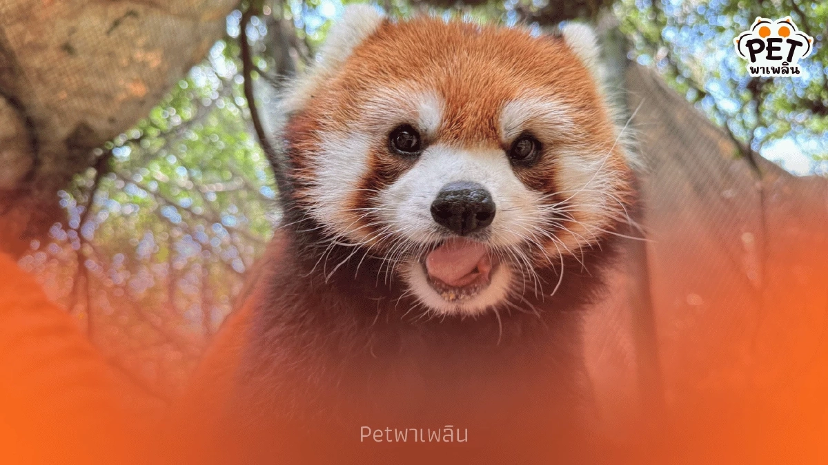 สวนสัตว์เปิดเขาเขียว เปิดตัวแพ็คเกจ VIP ใกล้ชิดแพนด้าแดง