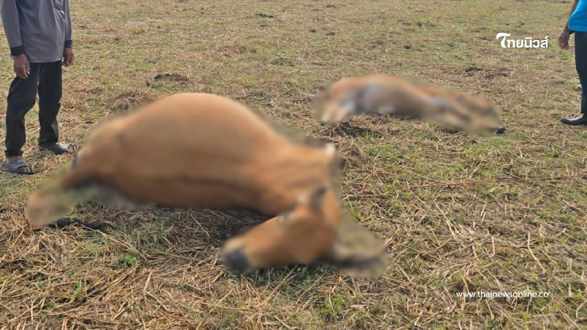 พายุทำพิษ วัวแสนรู้ถูกฟ้าผ่าดับคู่ เจ้าของร่ำไห้หมดหนทาง