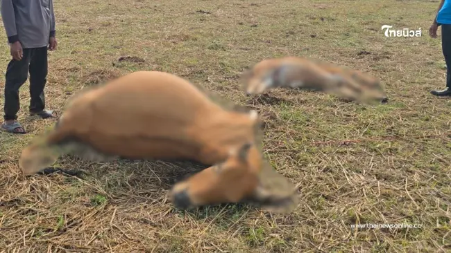 พายุทำพิษ วัวแสนรู้ถูกฟ้าผ่าดับคู่ เจ้าของร่ำไห้หมดหนทาง