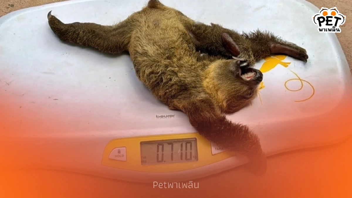 เขาเขียวเจาะเลือดลูกสลอธตรวจ DNA ลุ้นเพศก่อนโหวตชื่อ