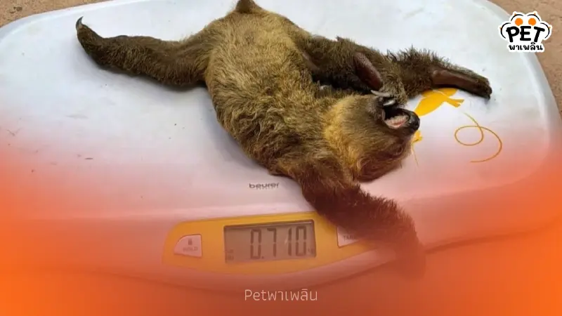 เขาเขียวเจาะเลือดลูกสลอธตรวจ DNA ลุ้นเพศก่อนโหวตชื่อ เขาเขียวเจาะเลือดลูกสลอธตรวจ DNA ลุ้นเพศก่อนโหวตชื่อ